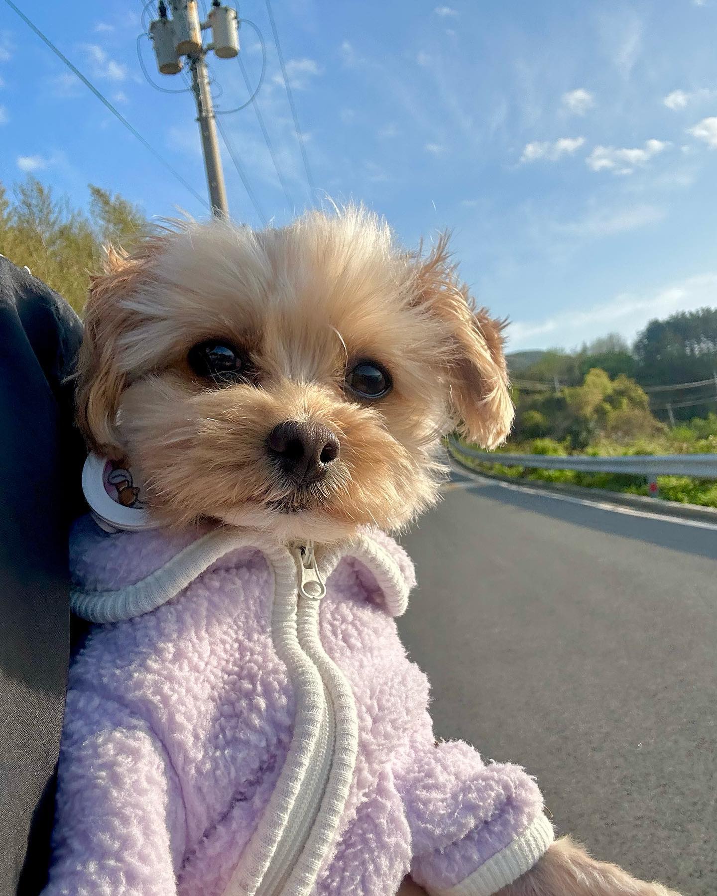 잠 덜 깬 보라돌이 아침 산책💜