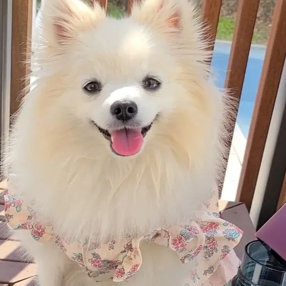 빵맘🙋‍♀️ & 찐빵🐶 on Instagram: "#협찬 #광고
요즘날씨 덥고 먼지도 많고,
이런 날씨일수록 물을 자주 마셔줘야해😝
찐빵이는 그래서 산책나갈 때 마다
엄마가 찐빵이 물병 꼭 챙겨준다구💞

▶️ 아소부 트라이탄 캠핑 앤 보틀
✔️친환경 소재인 트라이탄 사용🌱
✔️1.5L의 대용량으로 넉넉하게 활용🌼
✔️248g의 가벼운 무게🌿
✔️강아지 물병은 물론! 대용량 텀블러 혹은
사료보관통으로도 활용가능👌
✔️외출 시 간이 밥그릇 물그릇으로도 사용💕

✅️ 아소부의 강아지 물병은
아가들 젖병과 물병소재로 많이 사용되는
트라이탄 소재를 사용했기때문에
가벼우면서 열에도 강하고 스크래치나
파손의 위험이 아주 적어요👌
환경호르몬 물질도 검출되지 않는답니다💕
BPA free라구요😆❣️

✅️ 찐빵맘은 산책 시 물을 한가득 채워나가서
저도 물병채로 마시고 찐빵이는 간이그릇에
따라서 같이 쓰기도해요😉❤️
대용량이기도하고 찐빵이 전용 물그릇을
따로 챙기지않아도 물병밑에 붙어있으니
너무 편하더라구요❣️

✅️ 크기가 큰 대용량이면서 무게는 가벼워서 좋아요!
어차피 산책나갈 땐 산책가방을 메고다니다보니
가방에 쏙 넣고다니고있답니다🌸
물론 손으로 그냥 들고다니기에도
부담스럽지않은 248g의 가벼움이에요✌️

✅️ 여행 시 물병이 아닌 아가가 먹을만큼!
필요한 분량의 사료를 덜어 챙겨나가기에도
사료보관도 잘 되고 밥그릇으로도 쓸수있으니
아주 좋겠죠⁉️
캠핑족분들에게도 찰떡이라구요😉💕

우리 아가들이 사용하기 편하면서도
가볍고 휴대하기 괜찮으면서
음수량이 많은 아가들을 위한 물병을 찾는다면
추천합니다🌟

-
아소부 트라이탄 캠핑 앤 보틀
🏷@asobukorea

-
#강아지물통 #강아지물병 #강아지산책물통 #강아지휴대용물통"