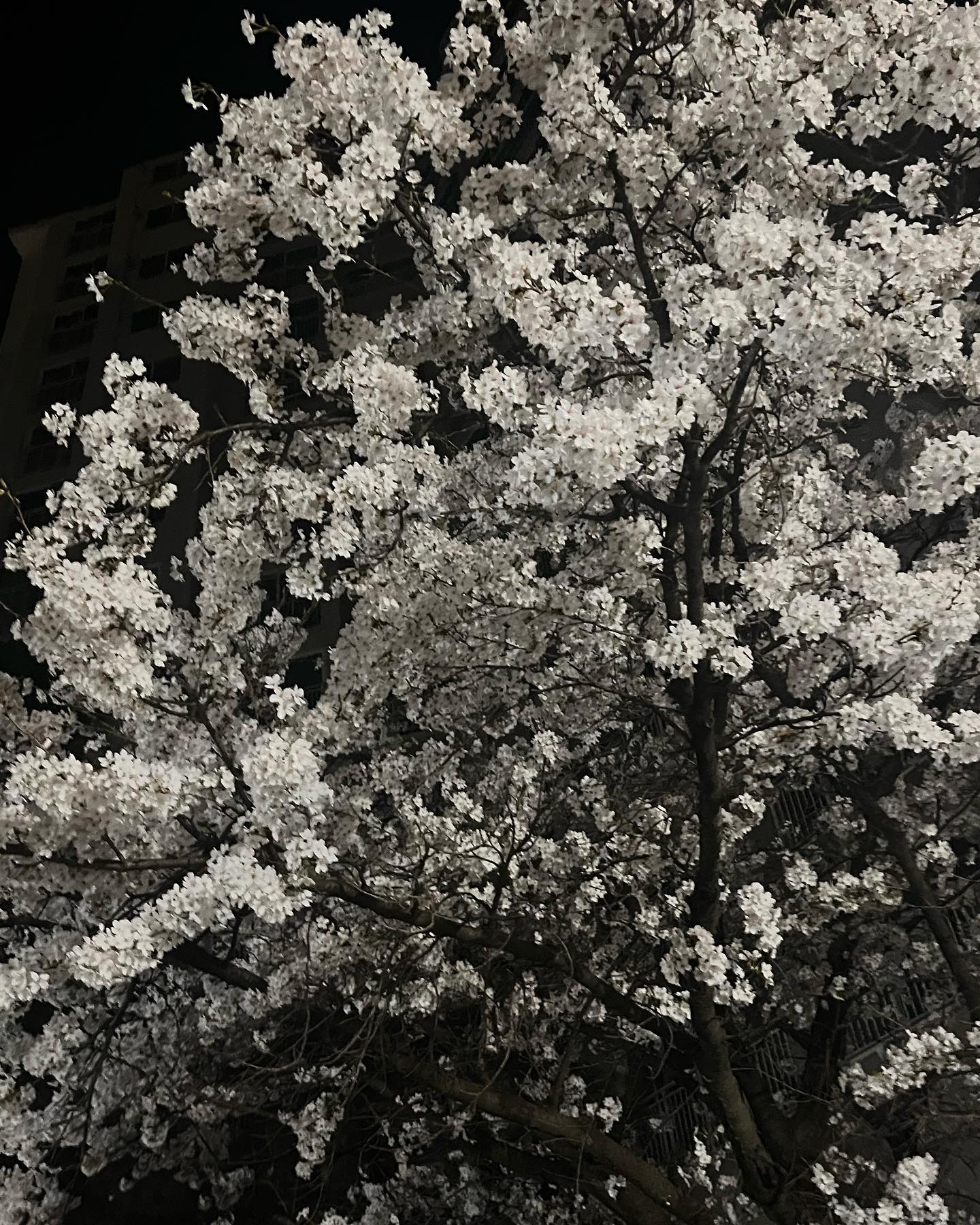🌸