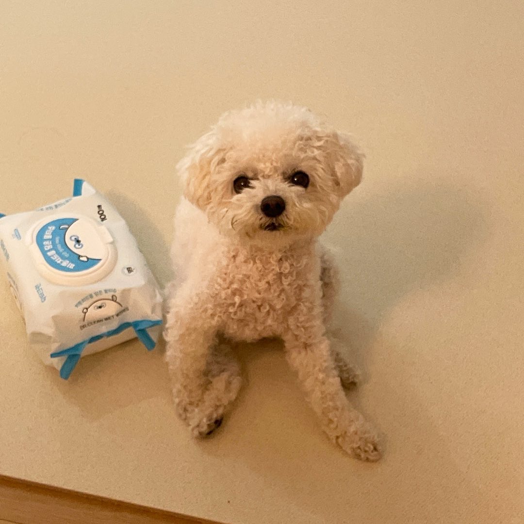 .
옴마 물티슈 뜯어도 돼?
안되문 구냥 빼기만 하깨
옴마 청소하눈고 도와주는 고라니까?!
.
.
어이없지만 너무 귀여워서 봐쥰다🤦‍♀️