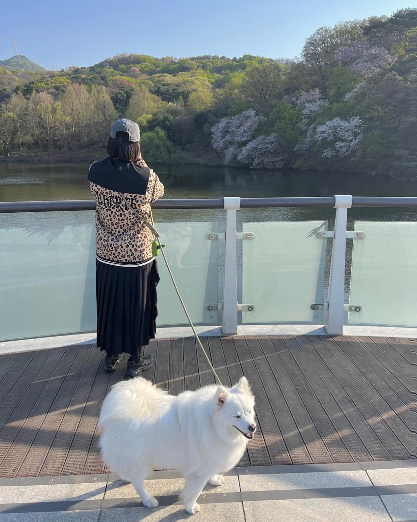 똥강아지랑 벌써 7번째 봄..🩷🌸