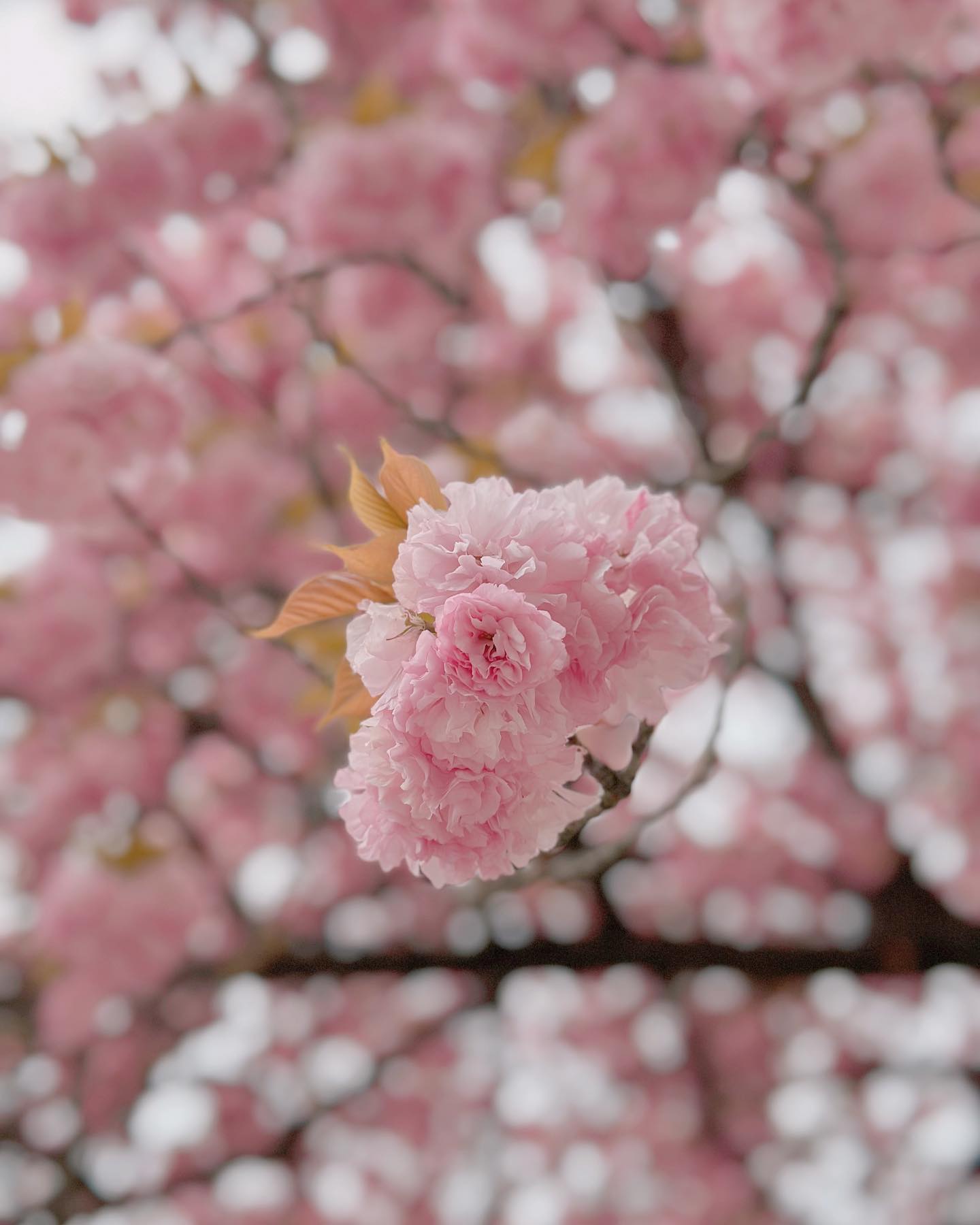 실시간 충주댐 겹벚꽃🌸