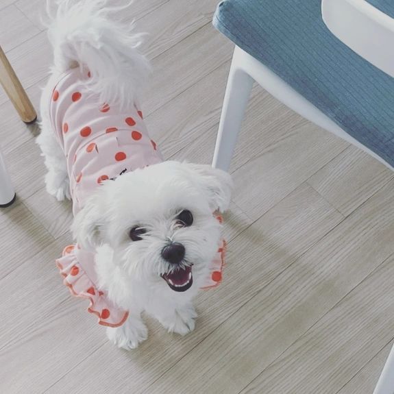기부니가 좋은 뚜야야♡
지금처럼 아프지말고
우리 행복하자

#개 #개스타 #개스타그램🐕 
#멍스타일 #멍스타그램🐶🐾 #견스타 #견스타그램 #독스타 #독스타그램 #댕댕이 #댕댕이는사랑입니다 #댕댕이그램 #인스타독🐾 #인스타독그램 #견일상 #개일상