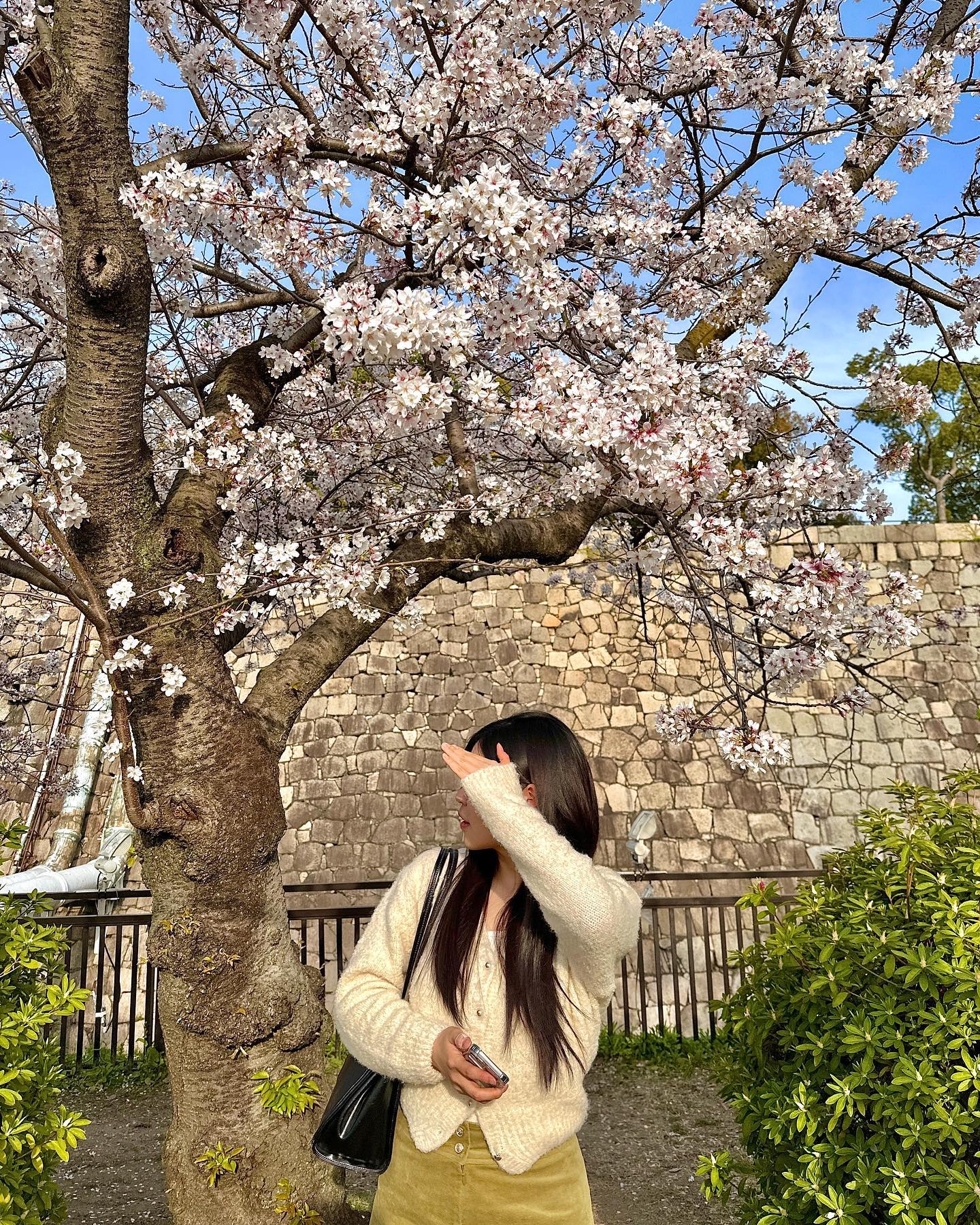 올해 벚꽃은 일본에서 🌸
