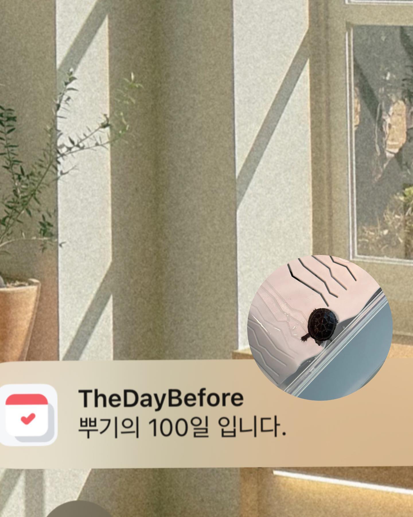 임뿌기가 우리집에 온지 100일! 지내는 시간이 늘어날수록 개북이가 되더니 이제는 근처에 가면 밥 달라고 졸졸 쫓아 다닌다 🐢 엉뚱하고 애교많은 뿌기 귀여운거 세상 사람들이 다 알아줬으면 🐚🫧🫧