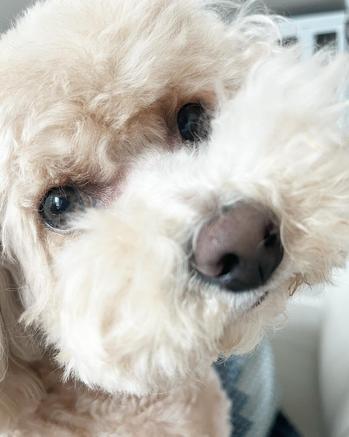 오랜만에 보거스 베니 🐶