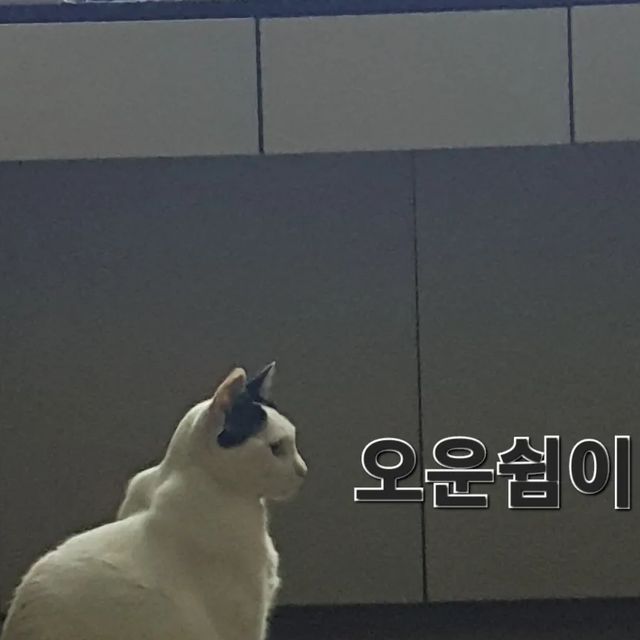 🤩줄루🤩 on Instagram: "#오운쉼 며칠째 쉬고 있네요 미세먼지도 너무너무 안좋고 중요한 볼일거리만 보고 집에서 이러고 놀고 있다는~~~🤣🤣🤣 보기 싫다는 댓글 받음 상처니까 댓글창 닫