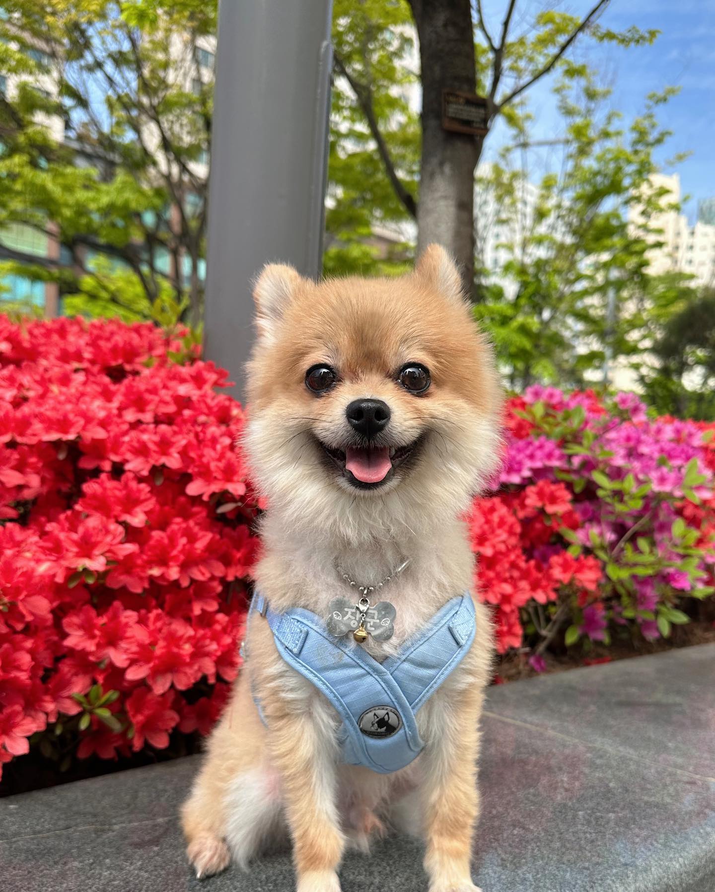 오늘 날씨 댕좋개 ˚₊·—̳͟͞͞♡
다들 즐주 보내개 ❤︎ꔛ❜ 🐶💘
