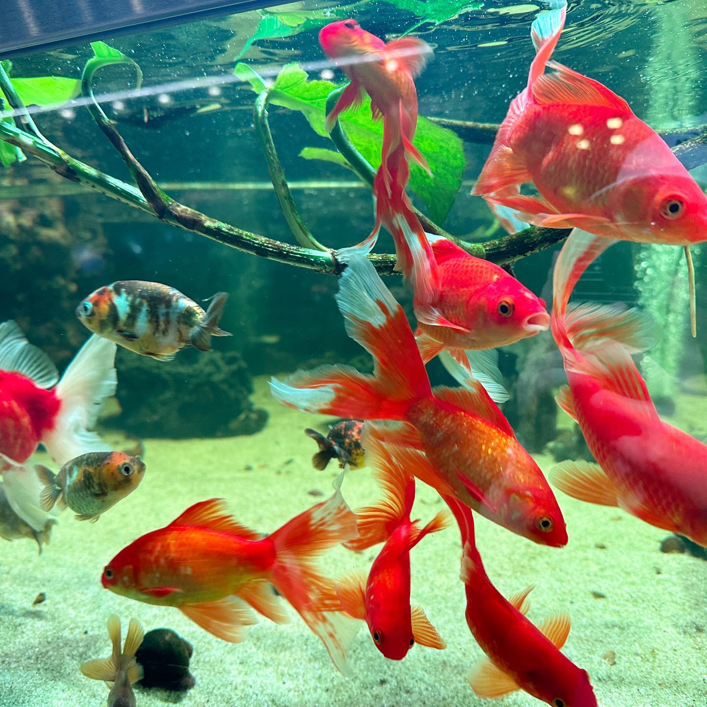 #아쿠아가든 🐠

항상 가보고 싶었던 #수족관카페 !
비싼 커피 값이 아깝지 않을 정도로 물고기 가득한 세상이었다💙

금붕어, 잉어, 거북이뿐만 아니라 토끼, 다람쥐 등 정말 볼거리도 다양하고 힐링되는 카페☺️

홀린듯이 물고기 한마리 사올 뻔했지만, 꾸욱 참았다 휴〰️

#카페추천 #아쿠아카페 #물멍 #물멍스타그램 #용인카페 #리빙파워센터 #기흥카페 #물고기 #물고기스타그램 #주말 #용인 #데이트추천