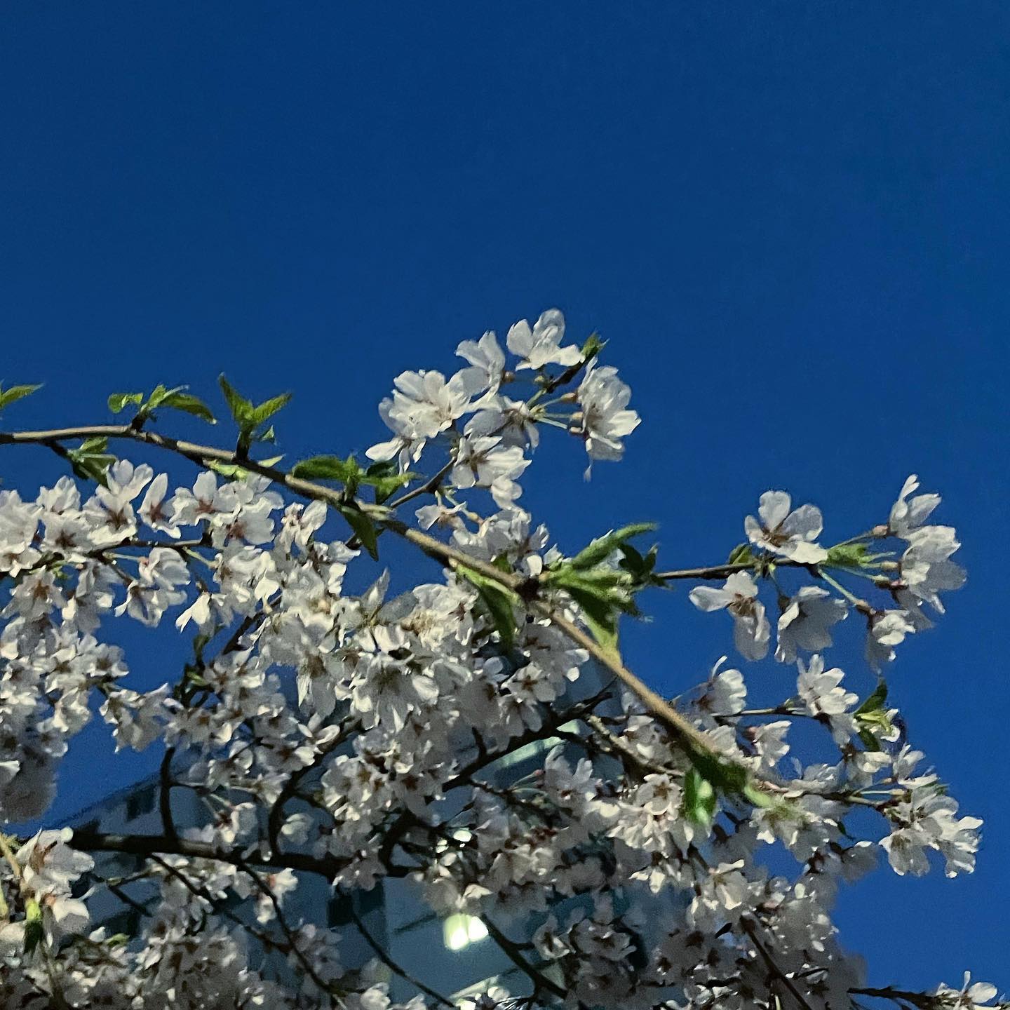 콘텐츠