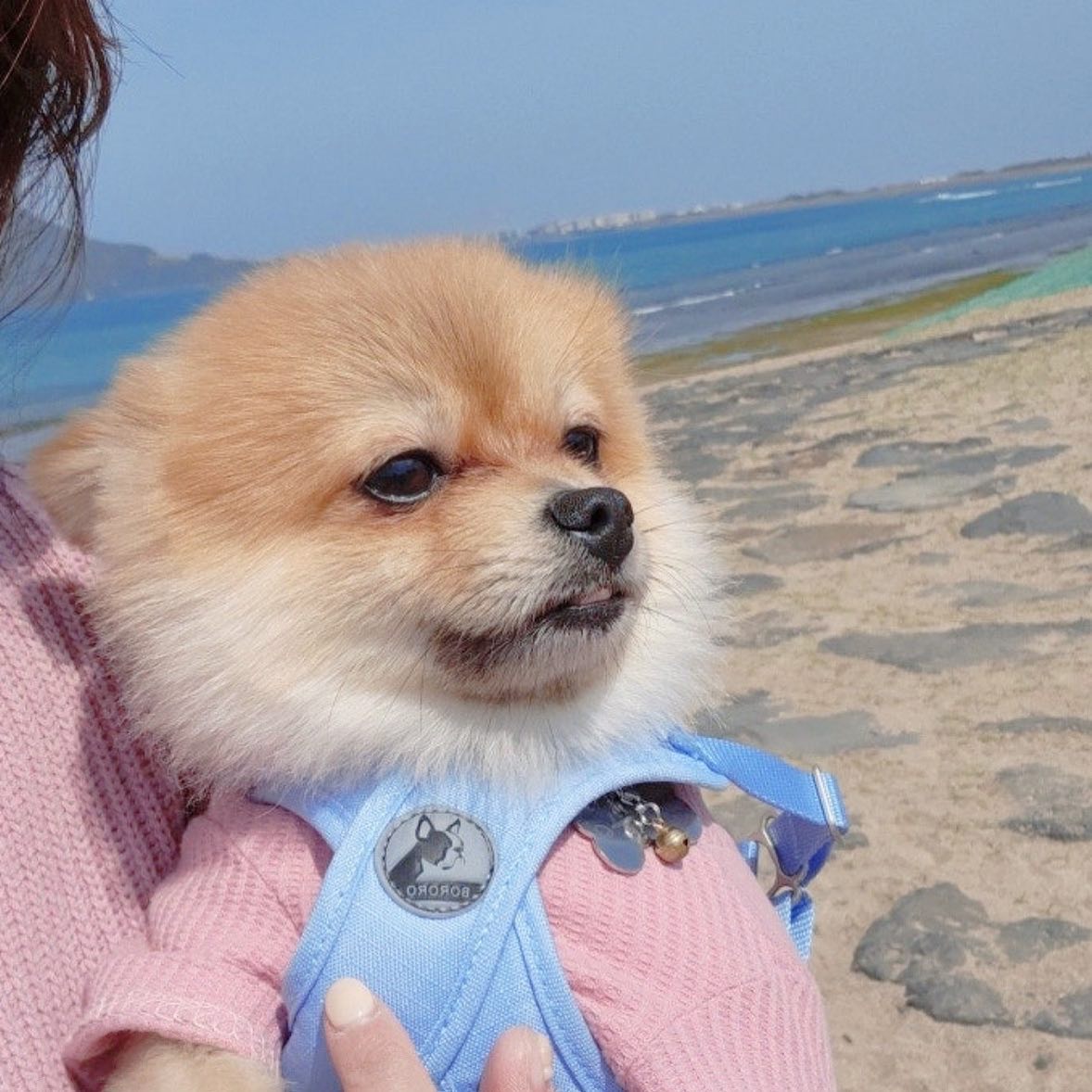 ㉡ビ... ᥐㅏ끔... 눈물을 흘린ㄷŀ....
ገト끔은 월요일을 え占을 수 없는 LЙフГ 별루⊂ㅏ... 
맘Ｏ| ㆁㅏ파㈆ㅓ....
소ચえI며... 울 수 있ㄷŀ는 건....
좋은 ገㅓ○よ..... ✰ 모두 월욜 힘내개...🐶