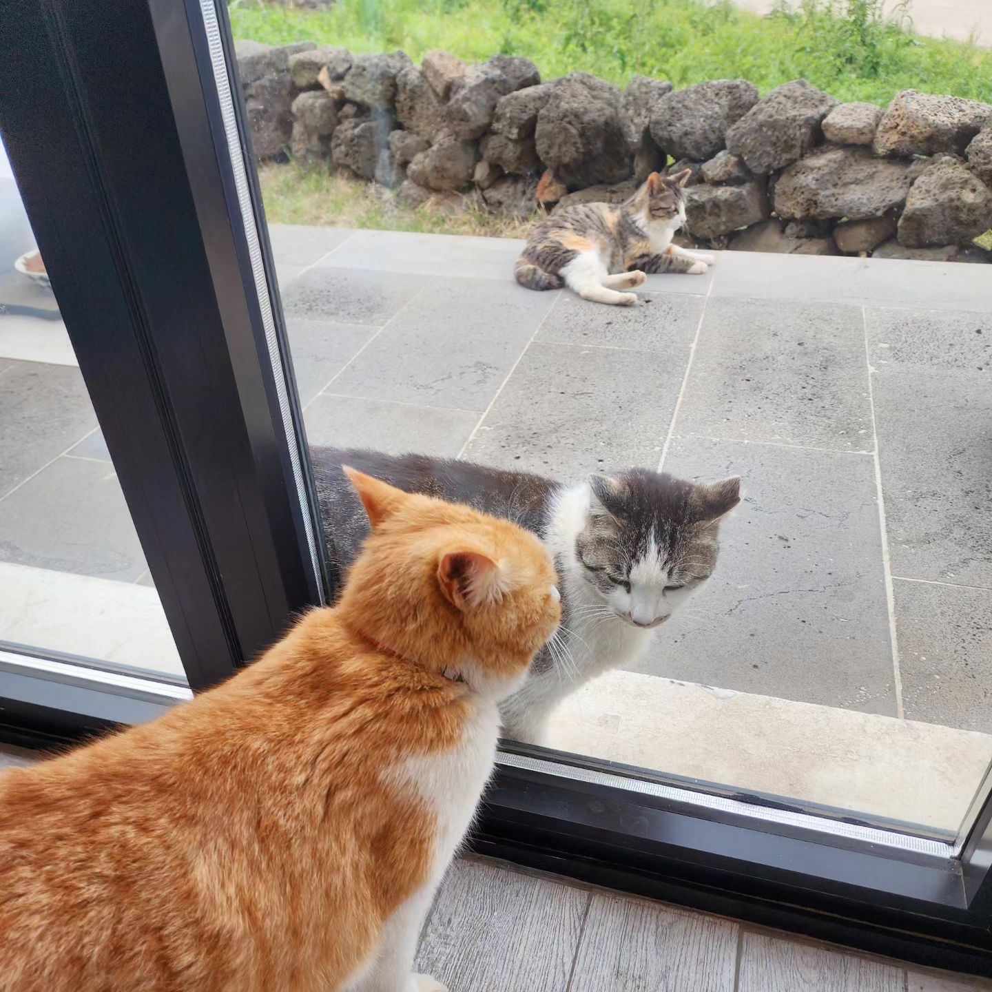 #냥스타그램
.
.
천사들🐱
우리 치치랑 비슷하게 생긴
냥이를 보고 눈물이 찔끔...
치치야, 잘 지내고있지?
오늘도 너무너무 보고싶다.
.
.
#고양이 #고양이그램
#고양이스타그램 #catstagram
#코숏 #천사들 #냥아치들