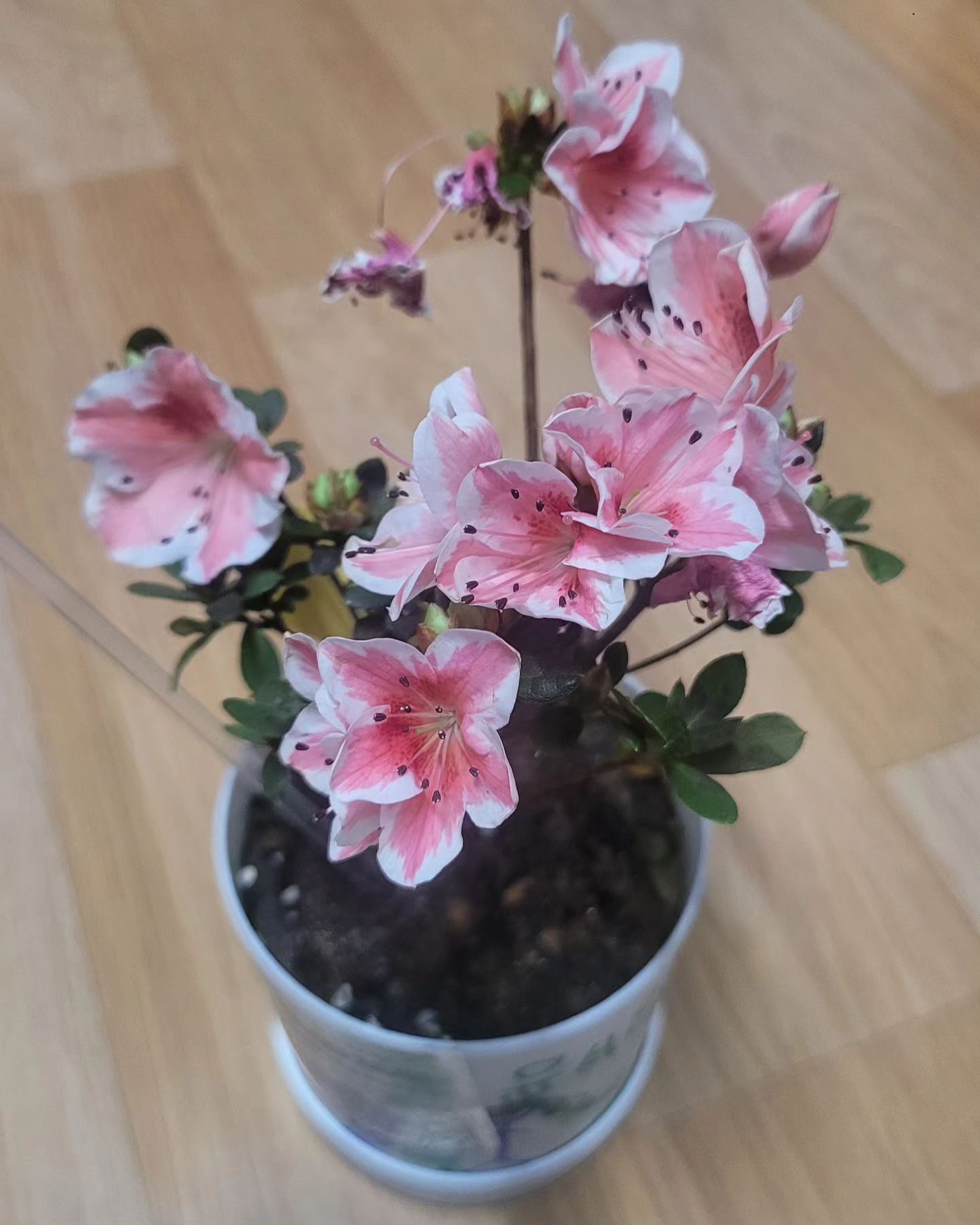 넘나 예쁜 철쭉♡

#꽃은힐링 #예쁜꽃사진