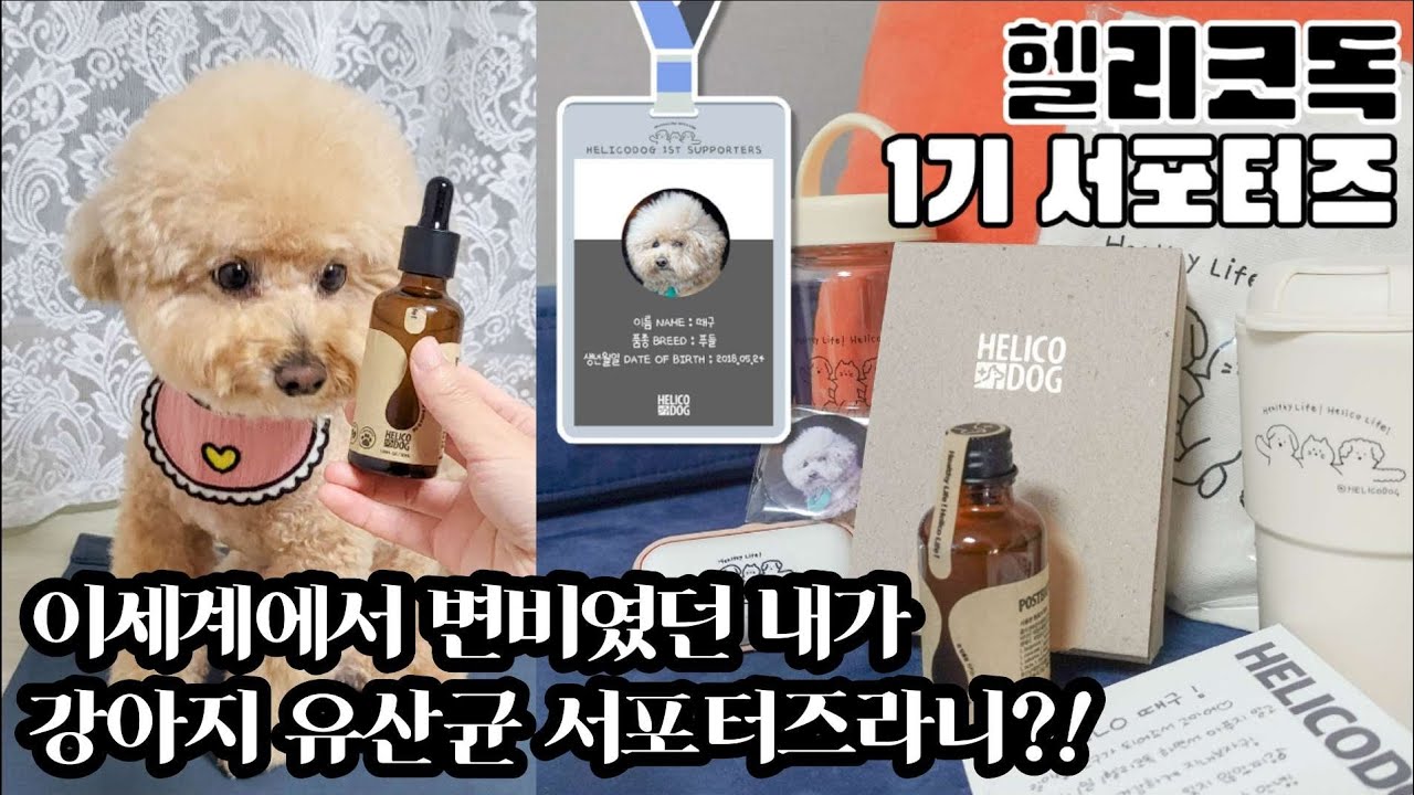 때구가 프리미엄 강아지 유산균 헬리코독의 서포터즈로 활동하게 되었어요😆