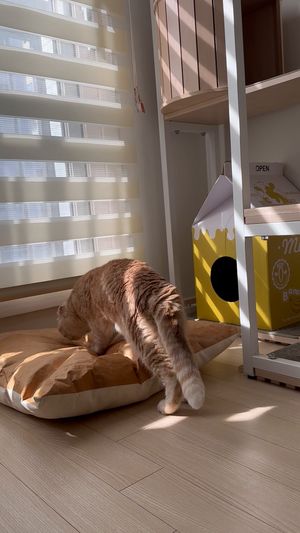 [헨로포우]  고양이 빵방석, 고양이 방석 침대