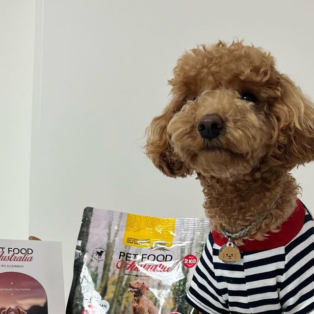 내이름은 바르🐶 on Instagram: "#광고

🐶바르가 펫푸드 오스트레일리아 캥거루사료를 체험해봤오🐶

친구들아 바르가 오스트레일리아 캥거루사료&햄프씨드오일을 먹어봤오

💛 캥거루고기, 흰살생선, 연어, 햄프씨드 오일 등 100% 천연재료로 만들어졌어
💛 면역력 강화, 피부 가려움 개선, 관절건강, 심장건강에 효과가 있어
💛 글루텐, 곡물, 인공색소, 호르몬이 없어

지퍼백으로 되어있어서 보관도 쉽고 거부감 없이 잘 먹었어
사료 알갱이가 조금 컸는데 반씩 잘라서 먹으니까 좋았다구우👍🏻

#강아지사료#캥거루사료#햄프씨드오일#저알러지사료"