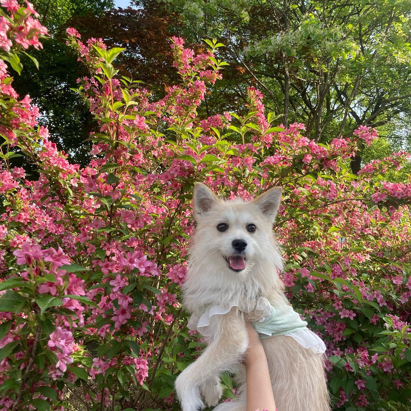 🌸