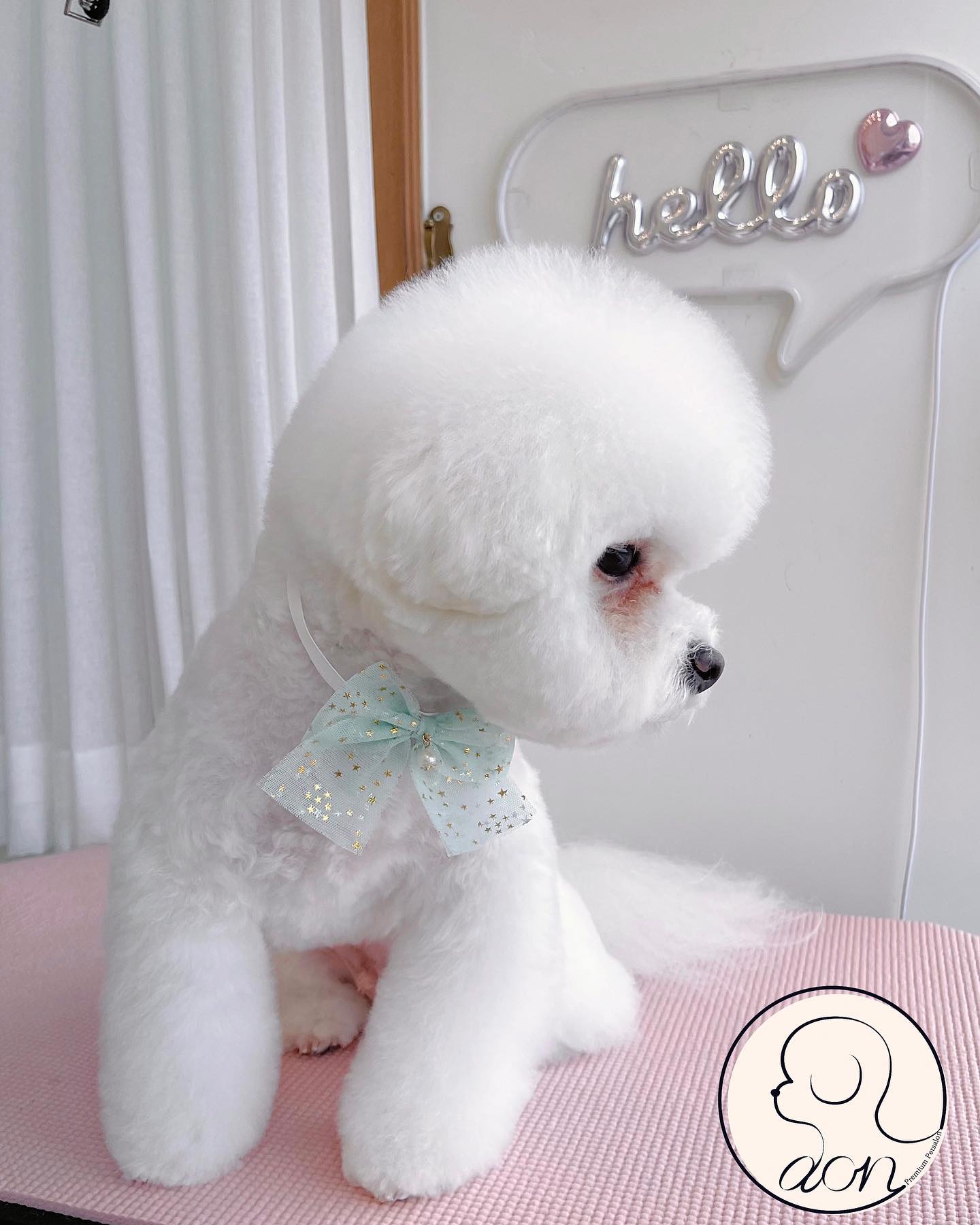 뀨
한달전이랑 너무 다른 내일상

#용인애견미용#기흥애견미용#흥덕애견미용#영통애견미용#영덕동애견미용