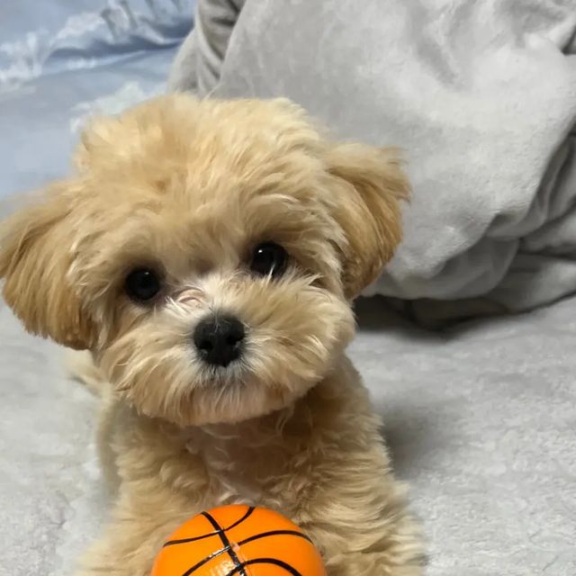 푸딩 on Instagram: "스핑크스자세가 나왔다는건 잘 준비 끝났다는 뜻.."
