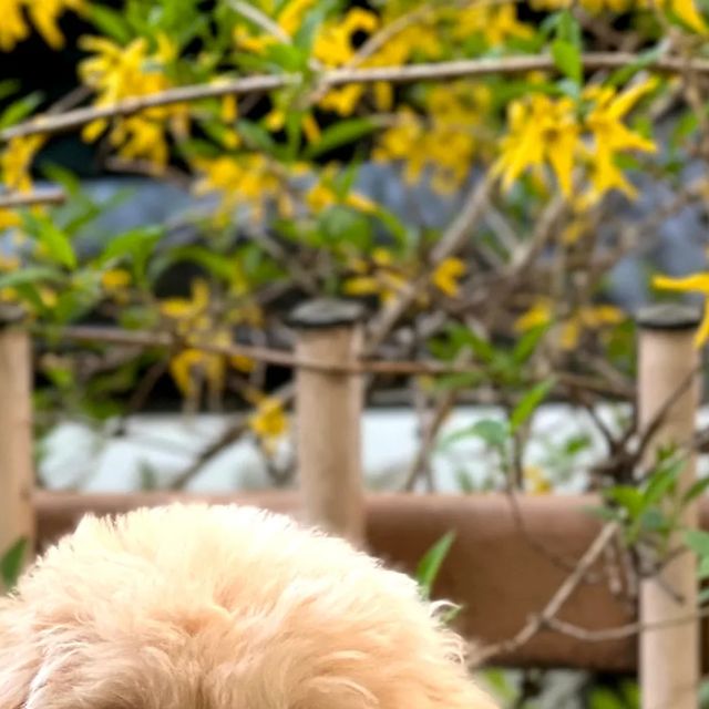 푸딩 on Instagram: "푸딩이랑 꽃놀이🌼 그 와중에 졸려 ㅜ ㅋㅋㅋㅋ🫶🏻 #형아 ..#요염한#손에#봉숭아물#킹받아 ..#ㅎ"