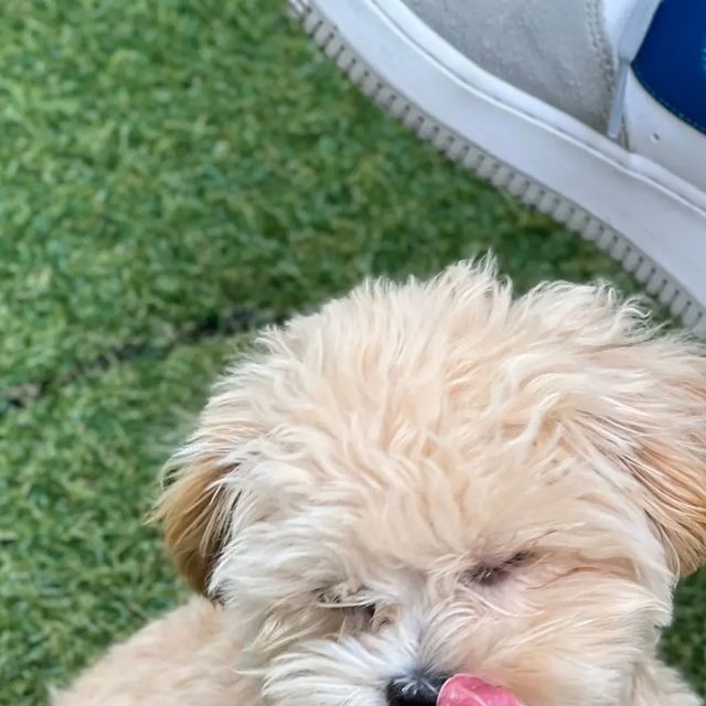 푸딩 on Instagram: "보면볼수록 멍텅구리 푸딩"