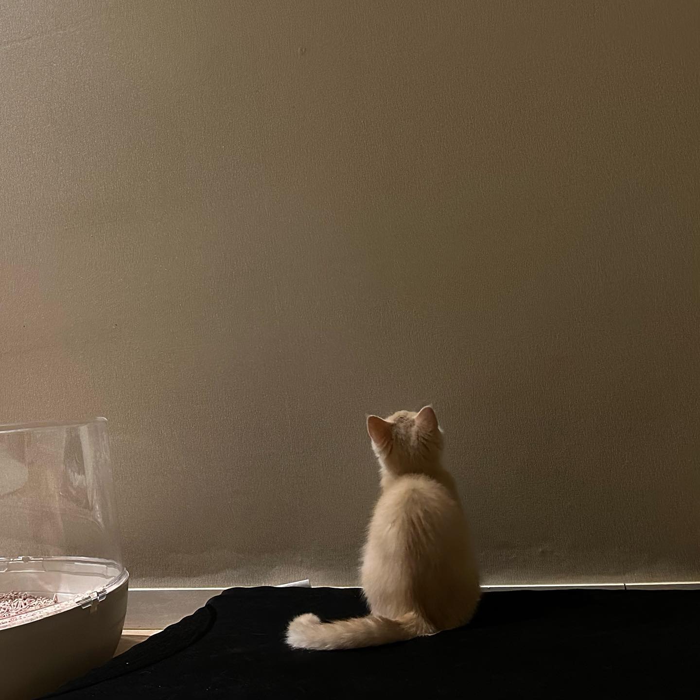 😼