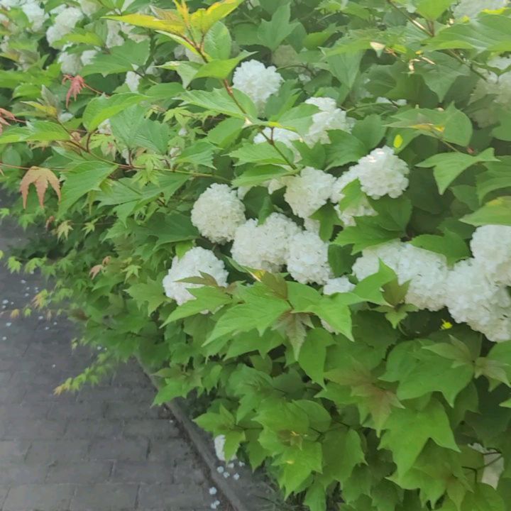 만석이네에 원래 이렇게 수국이 많았었나 ㅎㅎ
예쁘~~

#알고보니수국축제? #아님 #동네산책 #사실은마라톤준비 #만석공원 #수국 #평상 #아침산책 #