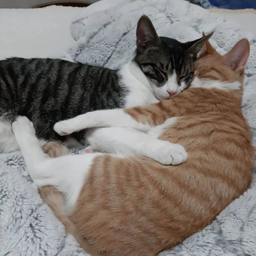 냥이의 새 가족이 되어줄 분을 찾습니다😽
나이 22년 11월생😼
성격 똥꼬발랄😻
성별 남아😉
중성화 X
DM주세요🙏