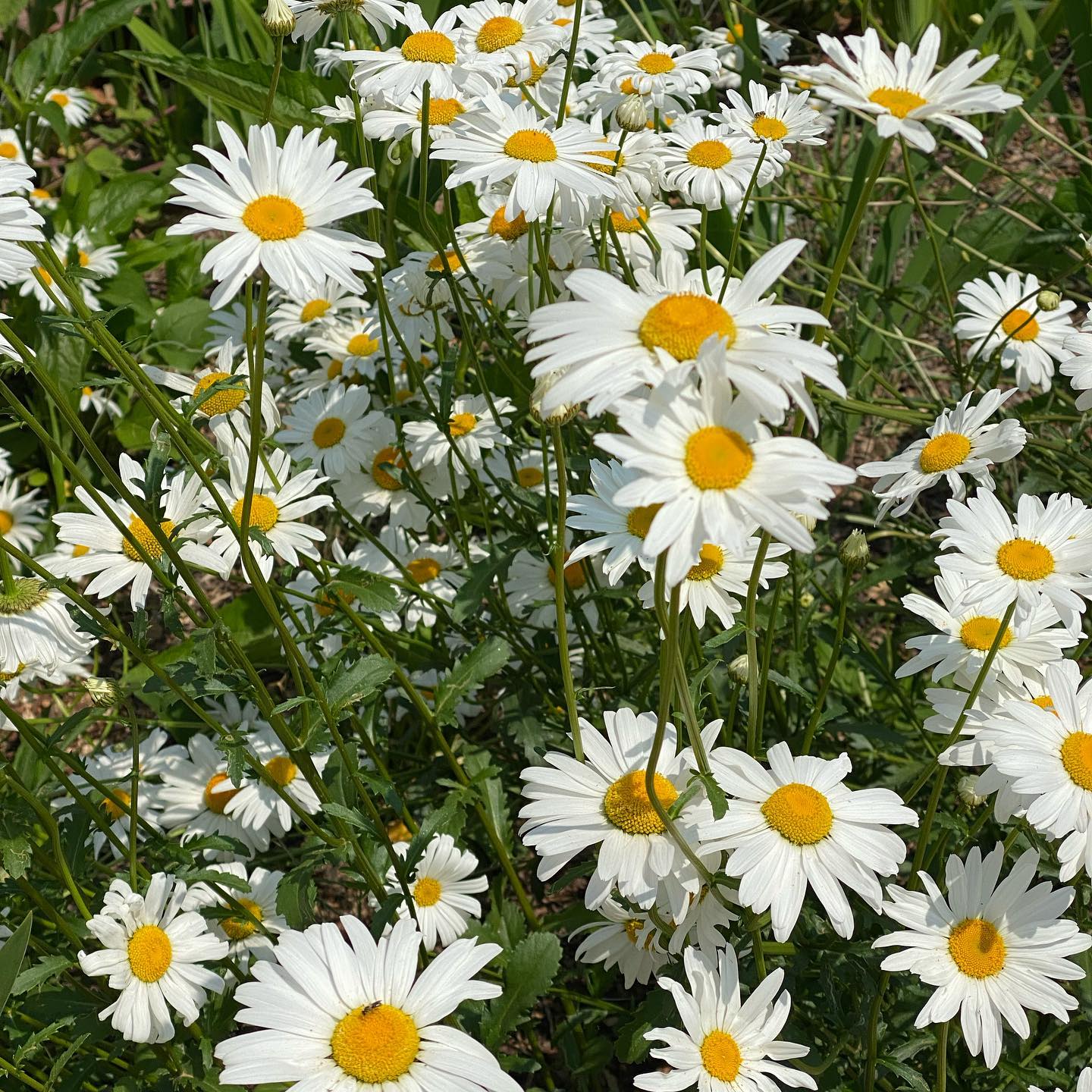 🌼🫶🏻🙃