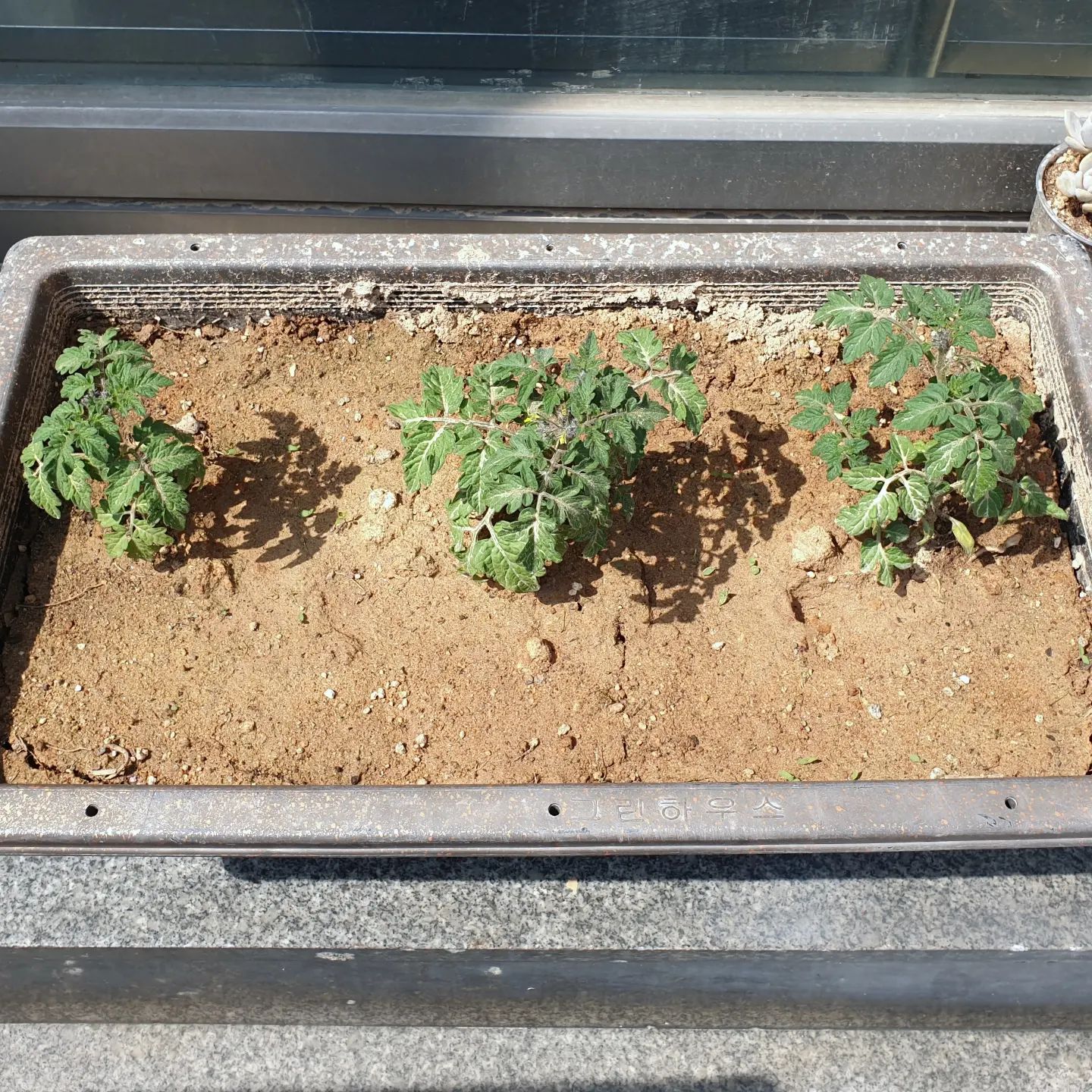 다이소에서 사온 토마토 씨앗으로
심은 토마토가 한달만에 이렇게나 자람.
식물 키우는데는 전혀 관심이 없지만
자라는걸 보니 내가 키운것마냥 
뿌듯해지는건 왜일까ㅋ
죽지말고 토마토가 열릴 때까지 더 가보자~

#토마토키우기 #토마토 #방울토마토 #일상 #군산 #방울토마토키우기 #식물키우기  #부부스타그램