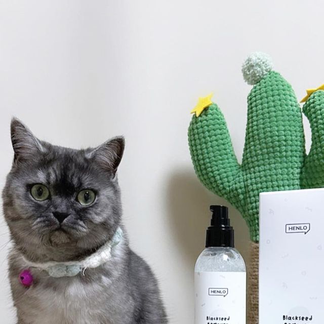 율둥이❤️ on Instagram: "#협찬 #헨로포우 #검은깨리무버 깨를 뽑아버렷! 헨로포우 검은깨 리무버 고양이 턱드름 블랙헤드 닦아내는 리무버와 브러쉬 랍니다 아무리 자주 씻어도