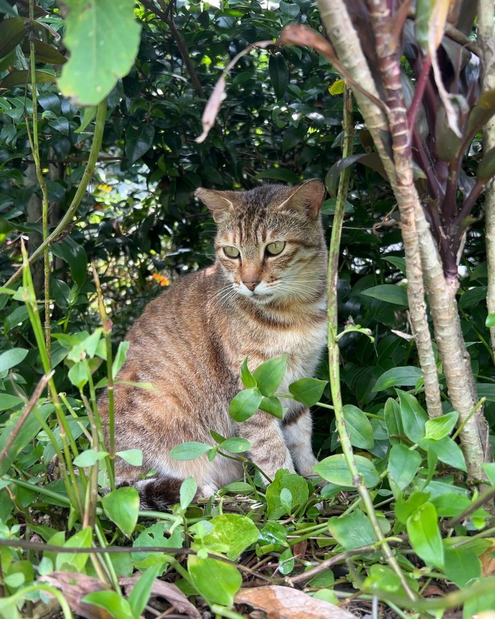🐈허우통 고양이마을🐈‍⬛
2일차(첫번째)
1. 덥구요
2. 고양이 마을에 고양이들은 다 빚었나요?? 왜 다들 윤기가 흐르고 우아하냐
3. 고양이 사진 내가봐도 잘 찍은 듯하여 뿌듯😬
4. 이 게시물 쓰고 있는 와중은 열차 안이구요 배가 고프고요 배가 고파요🫠

(뭔가 일지쓰는 느낌인데 맞아요 뭐 어때...)