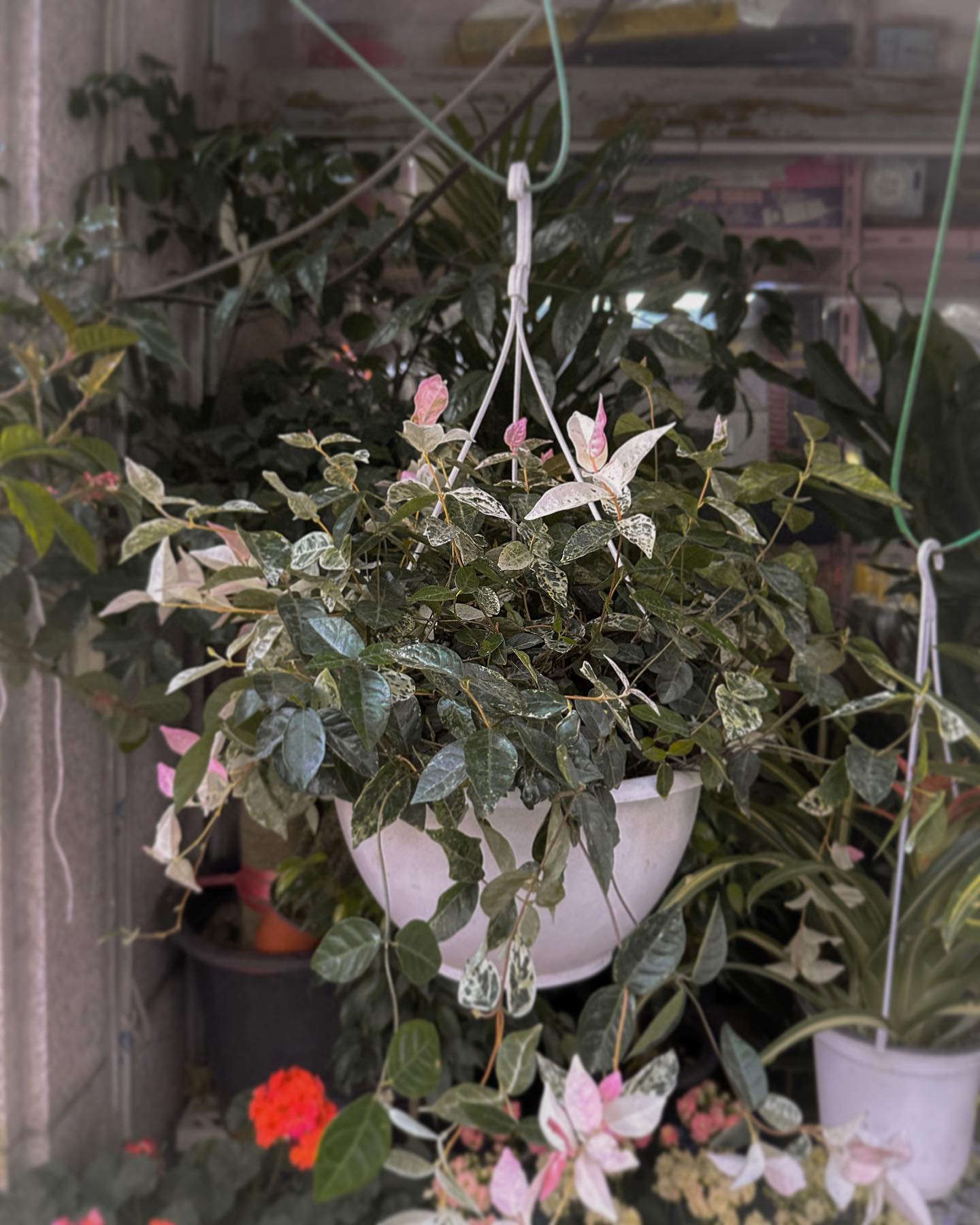 #마삭#식물#여름#기록#사진