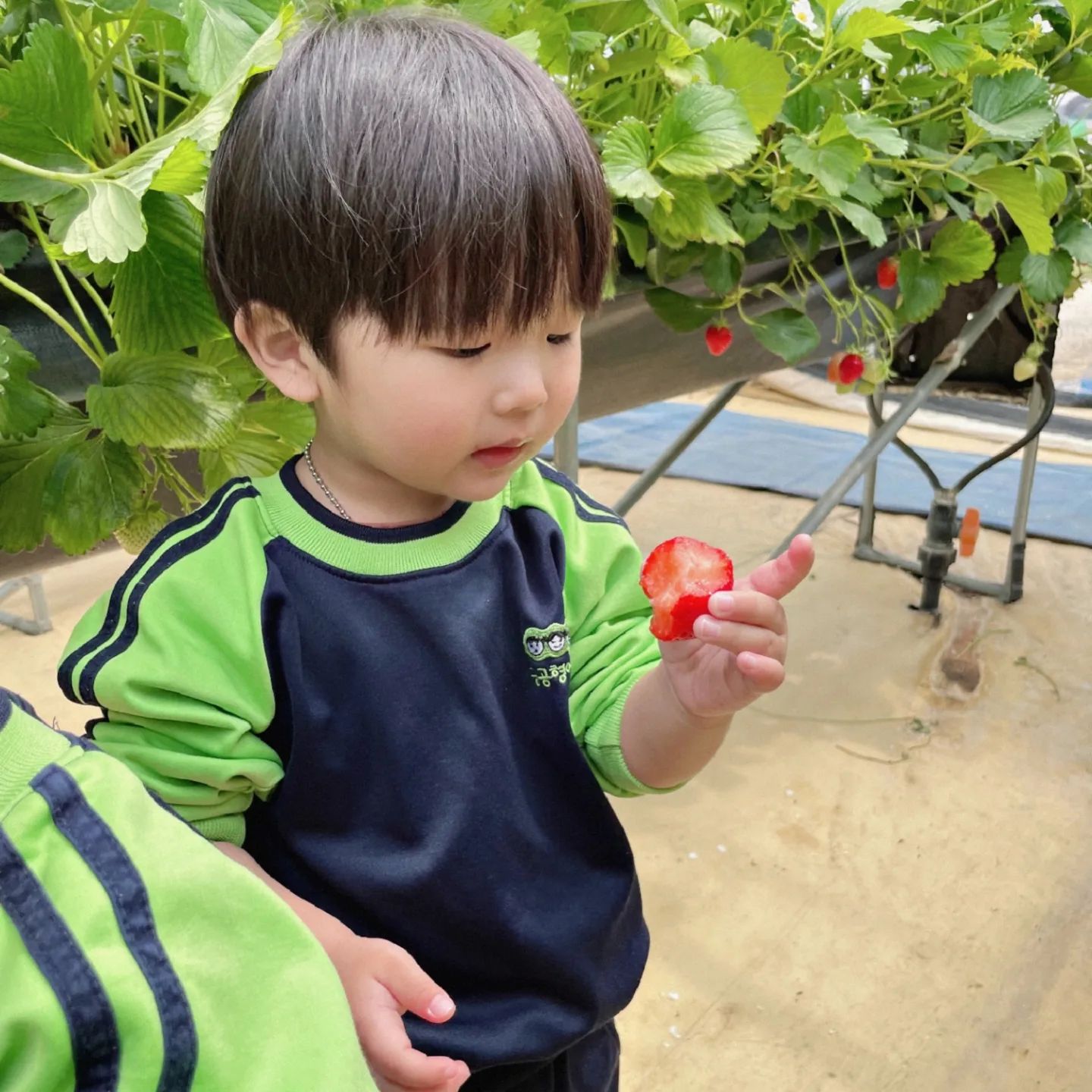 𝙷𝚢𝚎𝚘𝚗 𝙶𝚢𝚞 ♥ 𝟸𝟶𝟸𝟹𝟶𝟻𝟷𝟸

친구들과 함께 딸기밭 견학 🍓✨️

아가땐 딸기 킬러였지만 클수록 딸기를 거부하던 똑띠씨가
과연 친구들과 딸기도 잘 따고, 잘 먹고 올 수 있을까?하고
어마무시하게 걱정했던 나..😭

응 쓸데없었쥬 (~‾▿‾)~

딸기도 똑똑 잘 따고, 야무지게 잘 먹었다니..🥰
아이스크림은 똑띠스타일이 아니였나봄 ㅋㅋㅋㅋㅋ

사진보고 진챠 적잖은 충격이였댜

이렇게 잘 먹는다고? 🤭

하지만 집에선 또 안먹는다고..ㅋ
역시 친구들의 힘은 어마어마한 듯 („• ֊ •„)੭🩵

#똑띠씨의_어린이집_생활