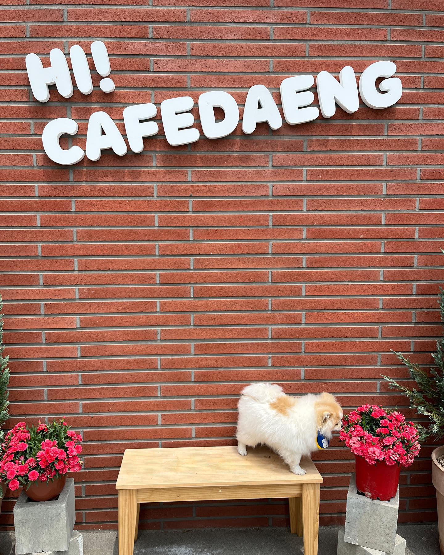 [롱이 룽지 어디가니?]

롱이 룽지가 소개하는 이번 애카는 공주에 위치한 

📍카페댕

야외 잔디가 되게 넓고 
자리도 많아서 많은 댕댕이들과 놀 수 있어요🫶

수영장도 있어서 롱이 룽지도 더운날 수영하며 놀았답니다❣️

게다가 목욕 시설도 구비되어 있어요
(에어탱크, 에이플러스, 드라이기 구비!) 
목욕도 한다면 샴푸, 브러쉬 , 타올만 챙기면 되어요💛

오늘도 제 추천 픽은 자두슬러쉬와 너구리🫶