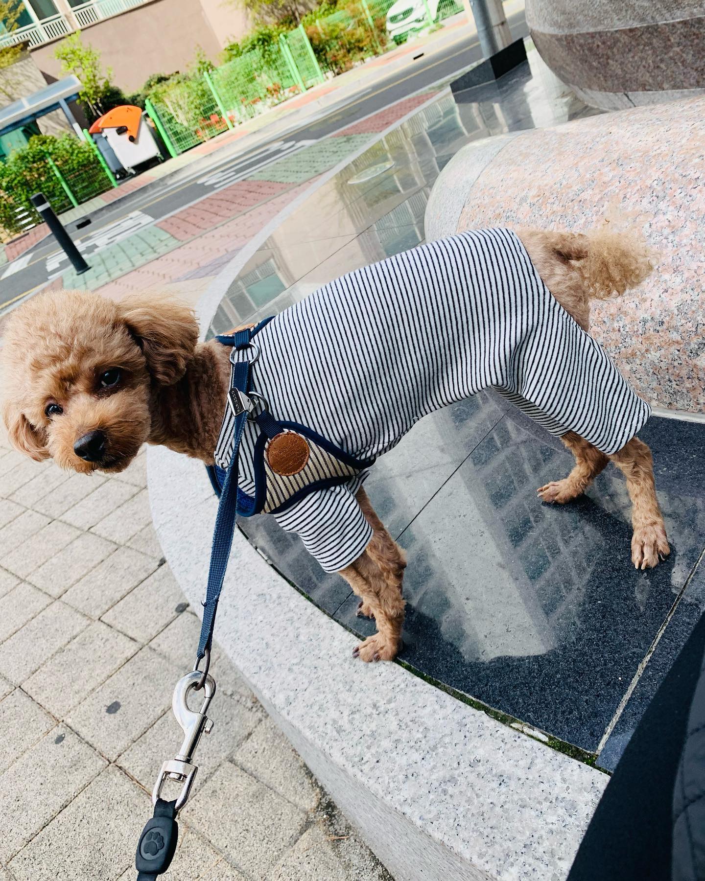 __
__ 마랑 같이 혁이 기다리기
__ 니 사진도 많이 찍어줄게🥲

#반려견 
#가족
#귀염댕이