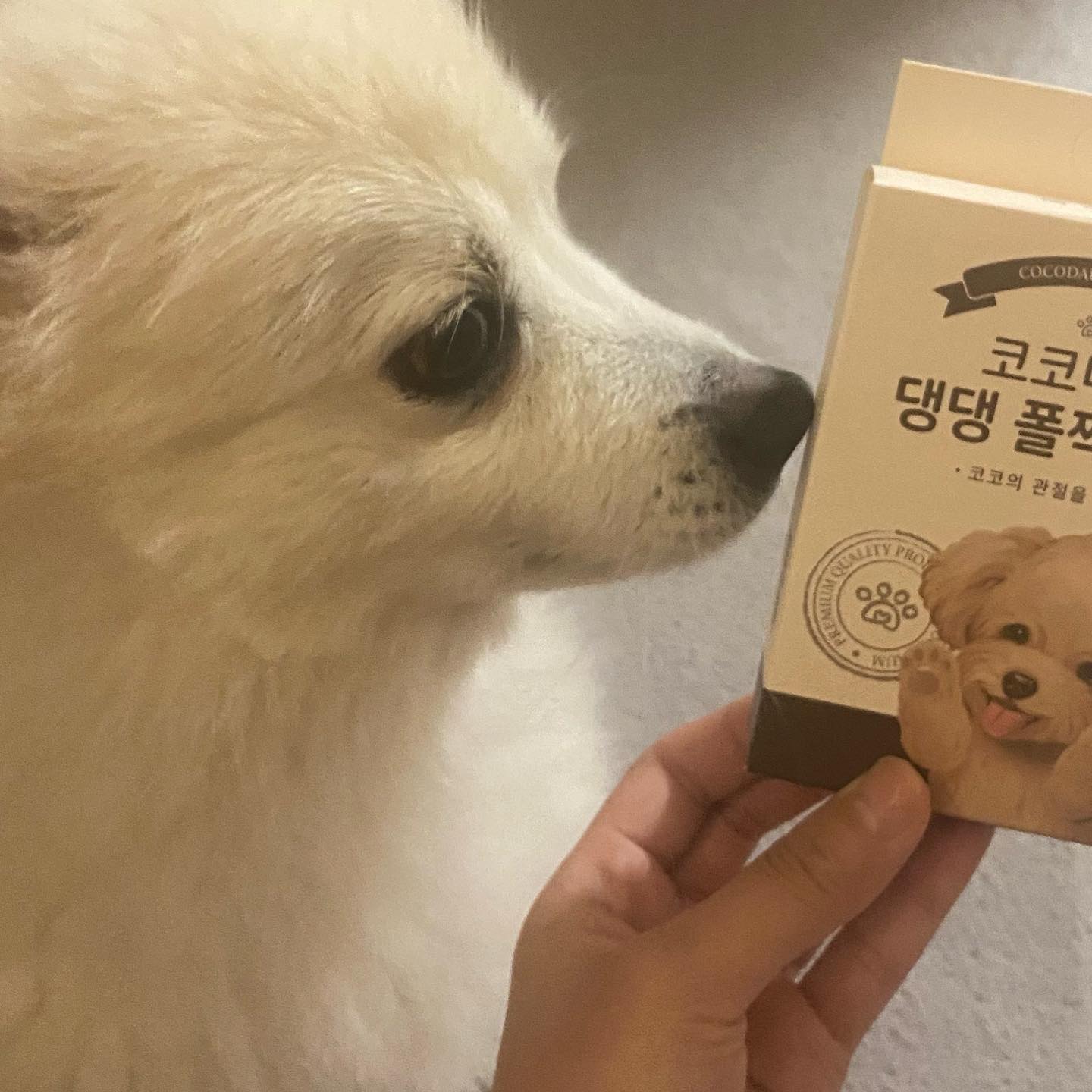 #협찬

슬개골이 약한 꽁이에게
선물이 도착했어요!🎁
평소 , 집에서 걸어다닐때나
계단에서 내려올 때
자주 미끄러져서 고민이였는데😭
#코코다움 #댕댕폴짝패드 로 해결!
🔥🔥🔥🔥🔥🔥🔥

붙혀주고나서는 , 잘 안미끄러져요!
걱정 한시름 놓았네용 ㅎㅎㅎ

✅논슬립패드로 미끄럼 방지효과!

✅한국애견협회인증♥️

✅검증받은 안전한 재질!

✅깃털같은 가벼운 착용감!

#댕댕폴짝패드 로 슬개골 지켜주세용!

#협찬 #코코다움 #펫용품 #강아지슬개골보호 #강아지슬개골보호대 #강아지미끄럼방지 #강아지미끄럼방지패드 #강아지미끄럼방지양말