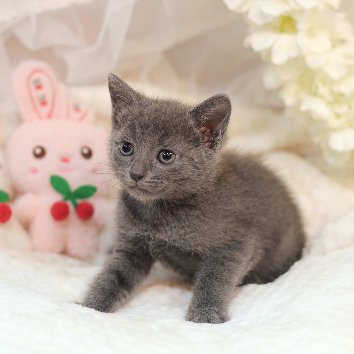 🐱5월의 마지막 이벤트🐱
러시안블루 고양이 분양 할인이 시작되었습니다! #러시안블루 #고양이 분양을 고민하고 계셨던 분들 지금이 바로 기회입니다!
바로 연락주세요!
.
.
📞010.3025.8812
.
📍경기도 의정부시 금신로296번길 58, 1층
📌365일 연중무휴/24시간 상담가능
🚗매장 바로 앞에 주차가능
.
⏰분양문의가 많고, 분양이 빨라요! 지금 바로 연락하세요.
.
#지금이 #바로 #내가족 #맞이할시간