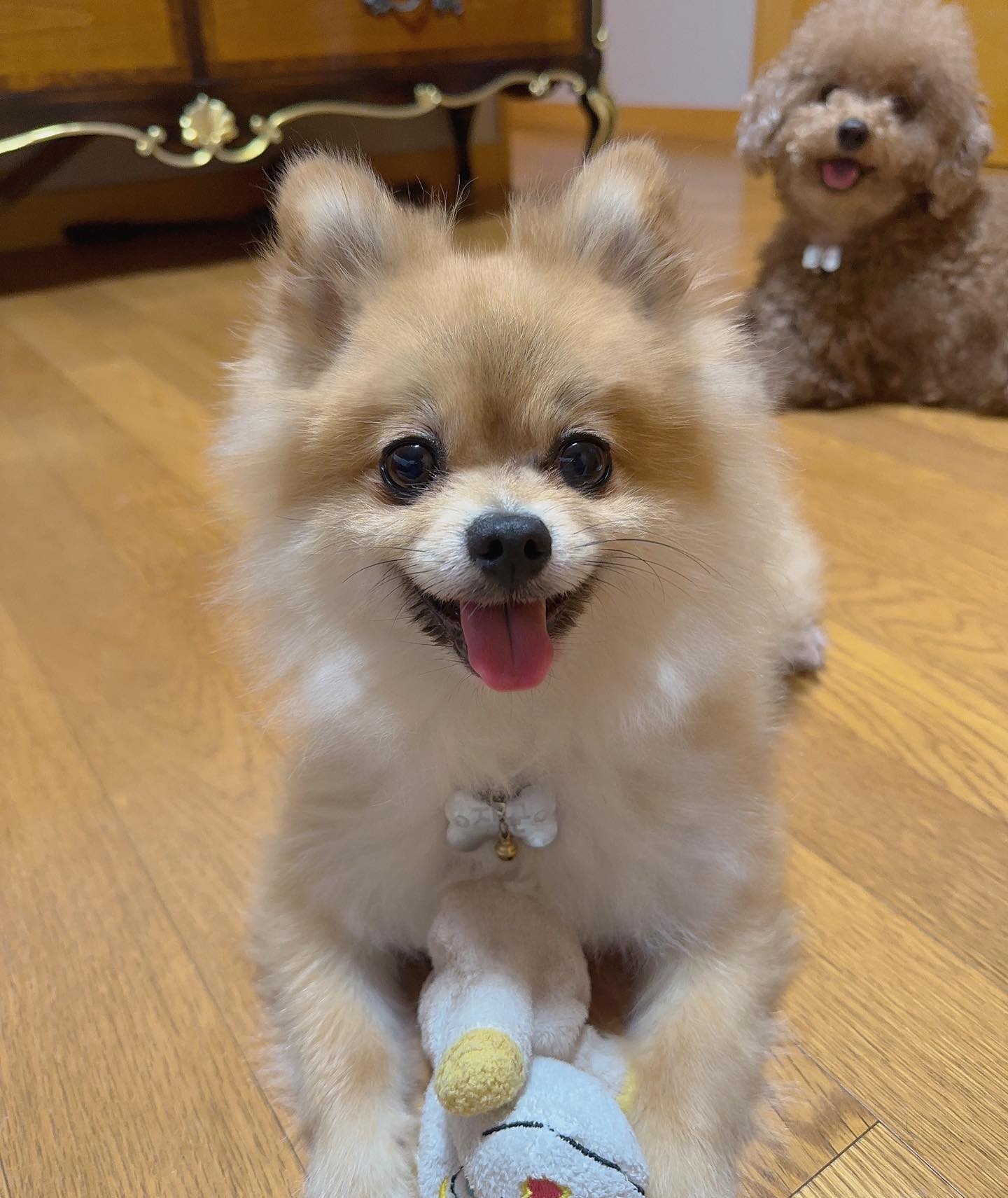 다들 즐주말 보내고 있개?🐶
비와서 산책은 못하지만 최애 인형이랑 놀면되지롱 ฅ(‗• ·̫ •‗ฅ)⭐
그래도 낼은 비가 안와서 산책하고싶개💫
다들 잼난 연휴 보내개 ꔛ🐕💗