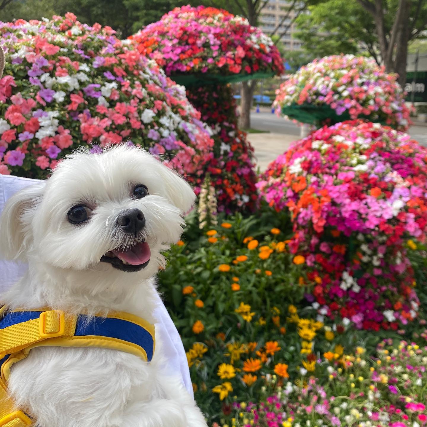 오랜만에 홍천 놀러왓따🐾!!!!
모찌는 아쥬 건강하게 잘 지내고 있어🫶 
친구들도 다 잘지내고 잇찌?!

눈나가 바빠서 인스타를 거의 못들어와요🥹 여유생길때마다 종종 들어올게요🥰