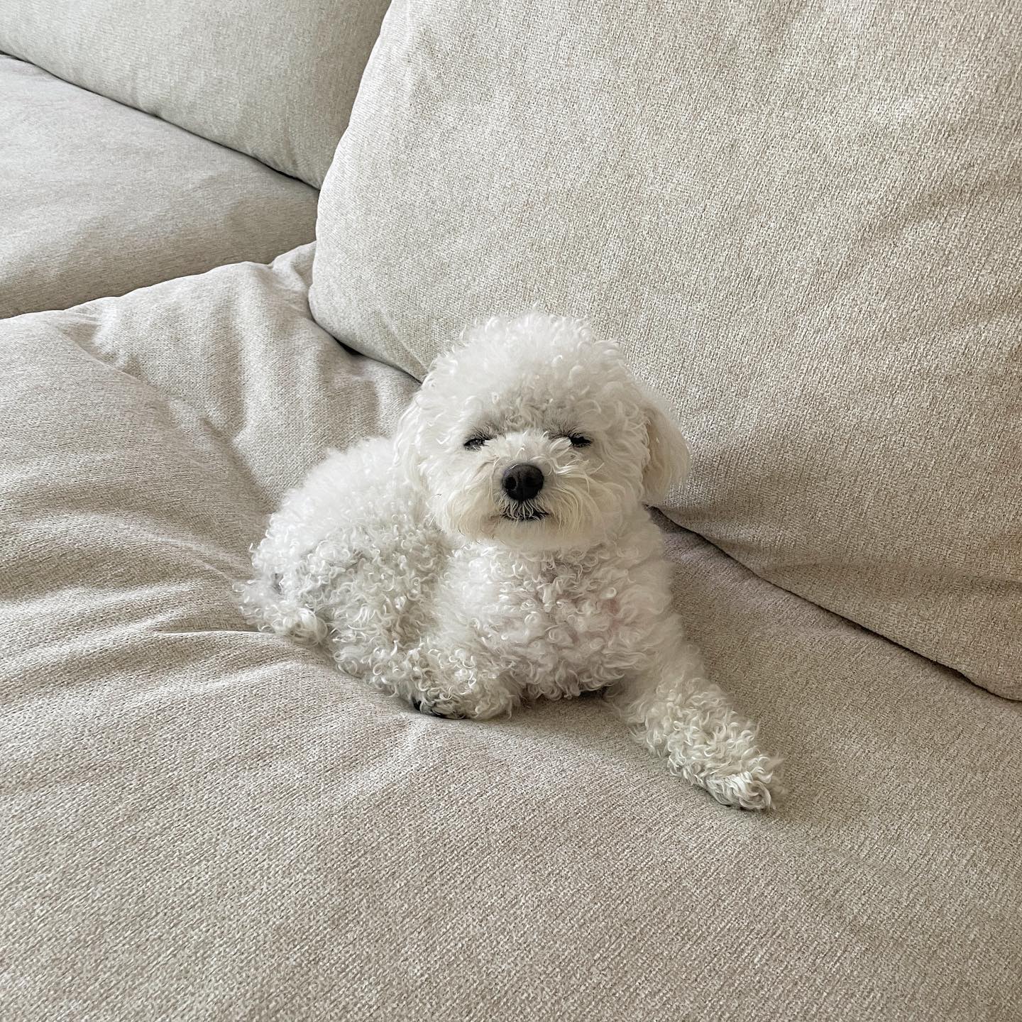 .
#산책 가자고 했을 때
흔한 #강아지 반응

옴마눈 청츄니다.. 금요일에 나가자 하고..
난 에너지를 다 써부러써... (꿈벅)

파이는 나가자고 해도 별로 안 좋아해요 ㅋㅋ
안고 나가서 내려줘야
신나서 #뚱땅뚱땅 하는 스타일 ㅋㅋㅋ
도대체 왜 그러는 걸까요...?🤣