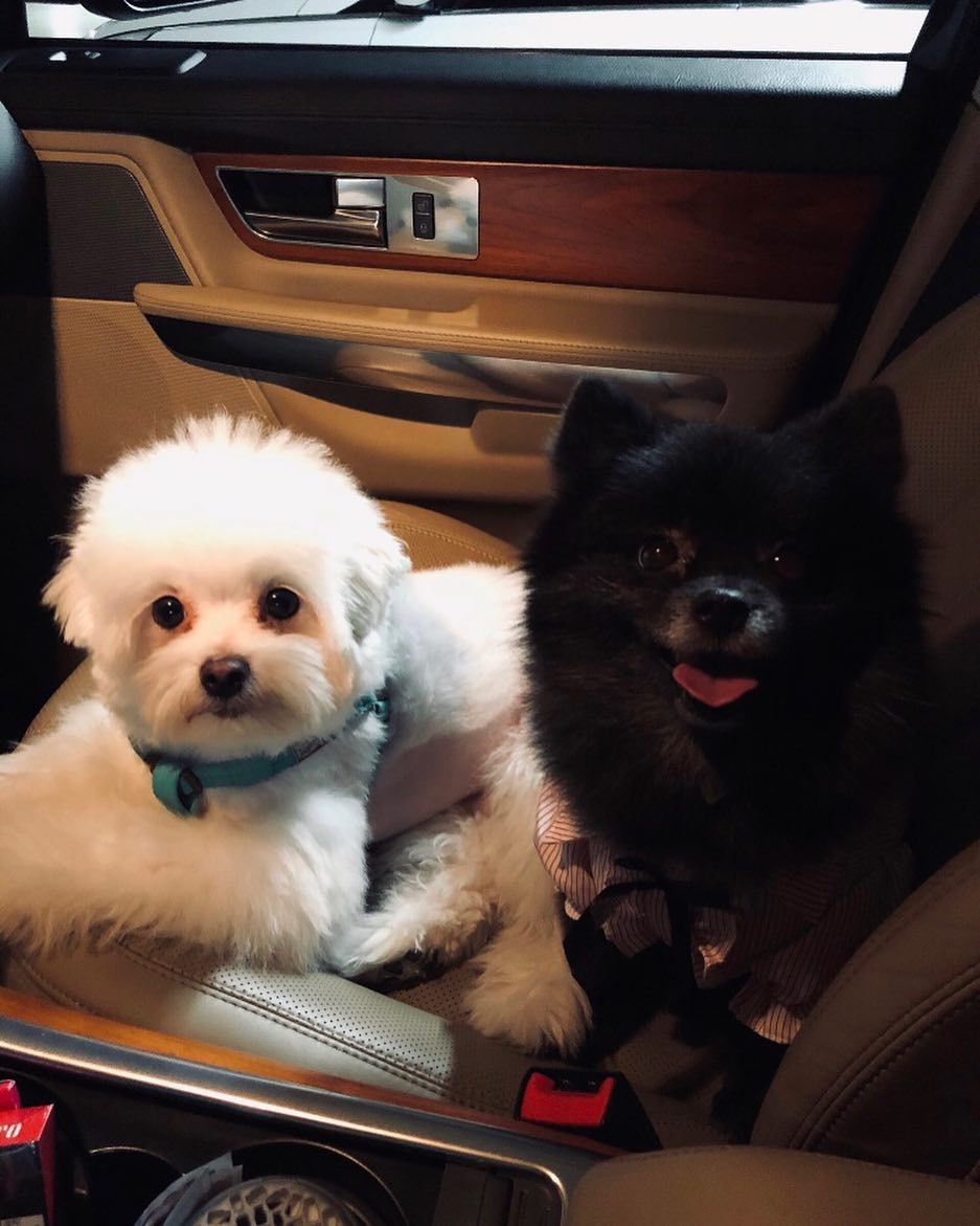 강아지🦮