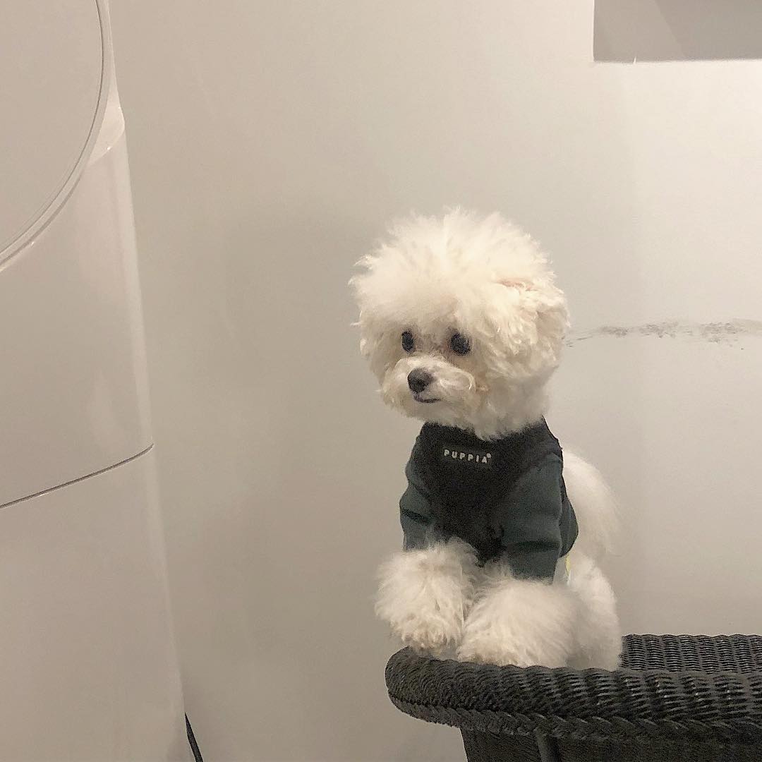 🐶