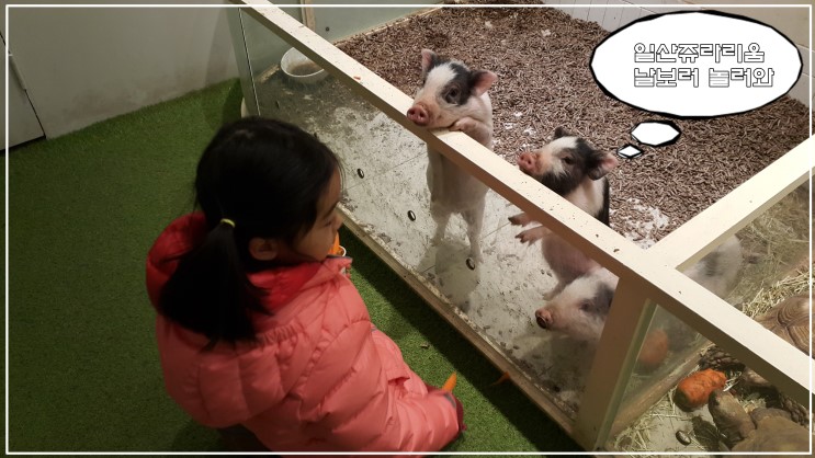 일산 실내 동물원 쥬라리움 정말 꿀 잼이네