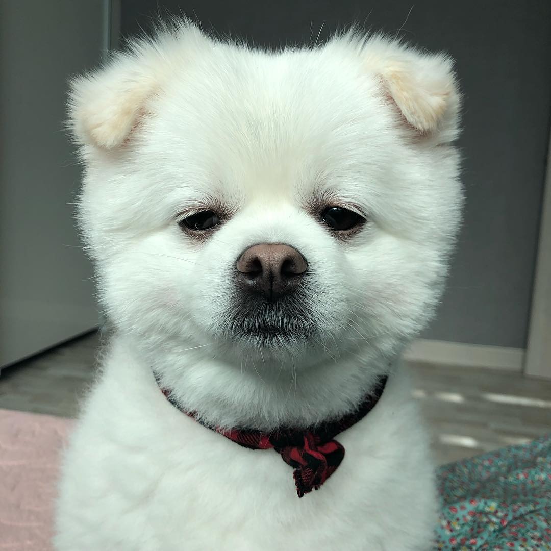 자고잇는데깨워서 뚱함(ノ-ㅅ-)ノ
.
.
.
.
#칙촉 #포메 #댕댕이 #멍스타그램 #댕스타그램