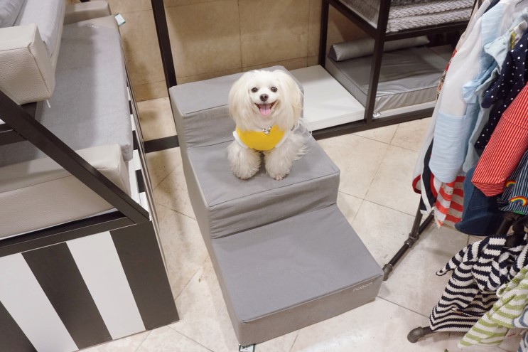 로아코 강아지계단 롯데백화점 관악점에서 직접보고 구매했쥬
