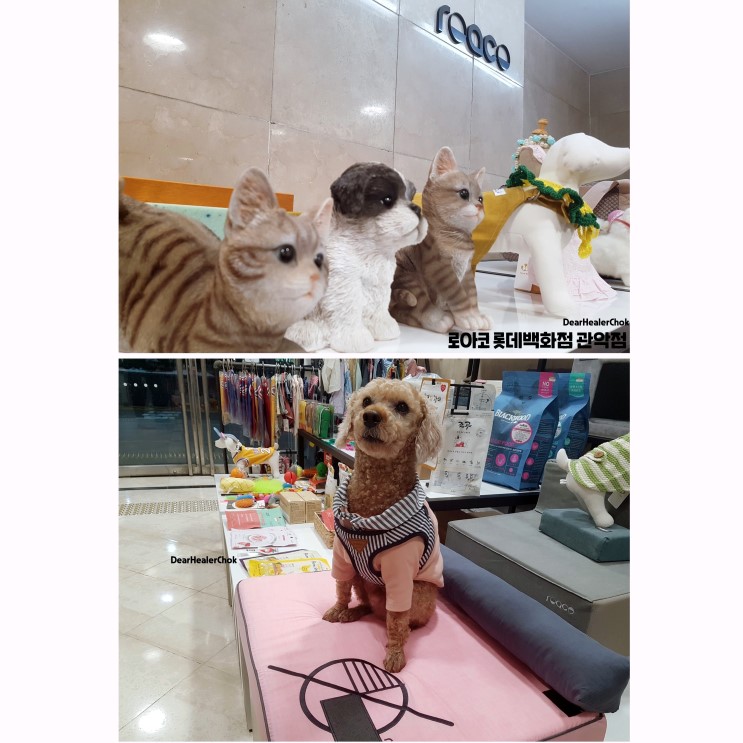 강아지계단을 로아코 롯데백화점 관악점에서! 애견용품