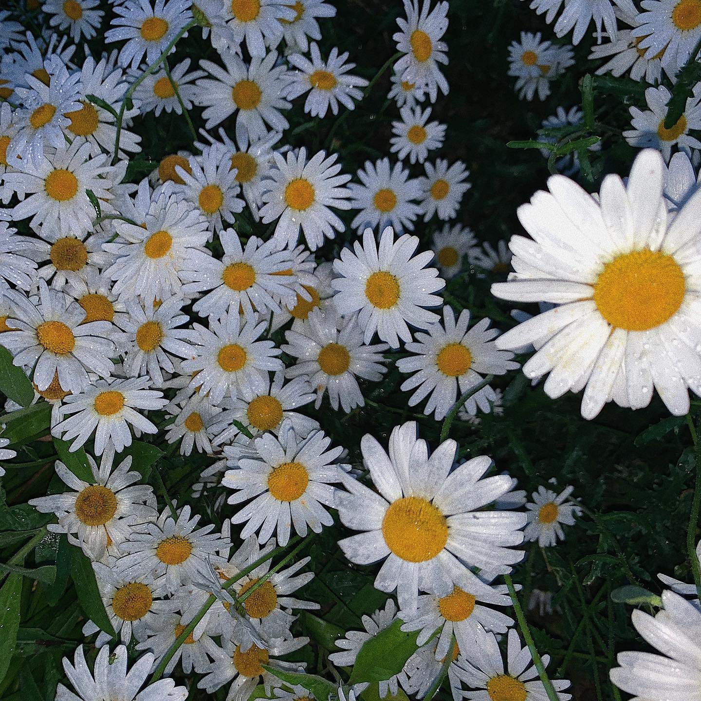 콘텐츠
