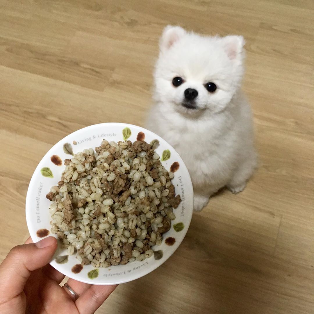 아임쩰💕 on Instagram: “아무거나 잘먹던 젤리가 요새 사료를 앞에놓고 한참동안 제사를 지내다가 먹길래 이거다 하고 신청!!! 바로바로 "강남지역"을 대상으로 하는 프리미엄 정기배송 서비스 멈스펫푸드😛  젤리 몸무게랑 나이 알러지 중성화 여부 등 에 맞춰 1:1맞춤식으로 매번…”