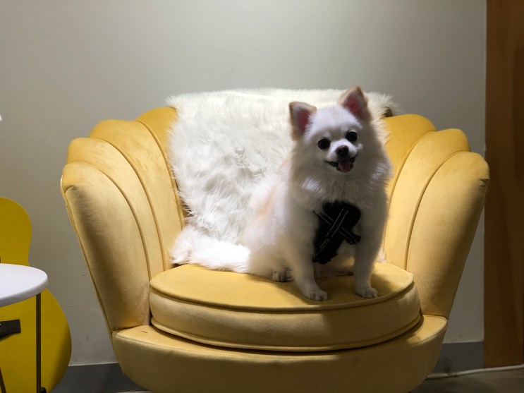 강아지 체중조절 제품 #살좀뺄개